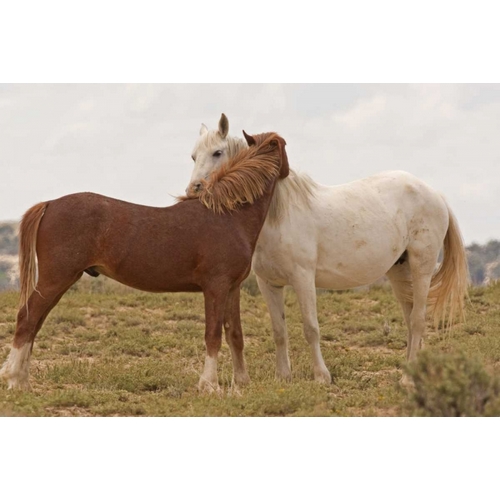 Wyoming, Carbon Wild horses grooming each other